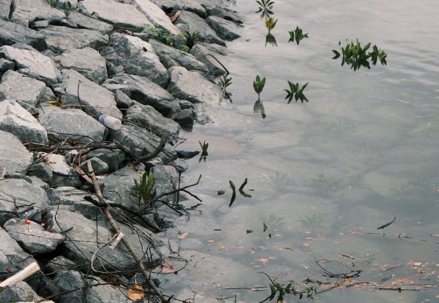 Riprap rock and marsh grass stabilizing a Barnegat Bay shoreline